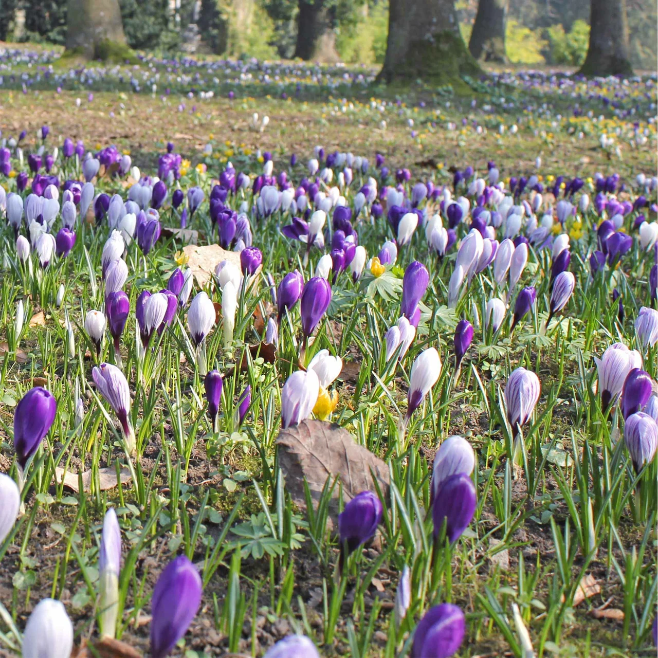 Image du produit pour «Mélange de crocus» | © Natural Bulbs