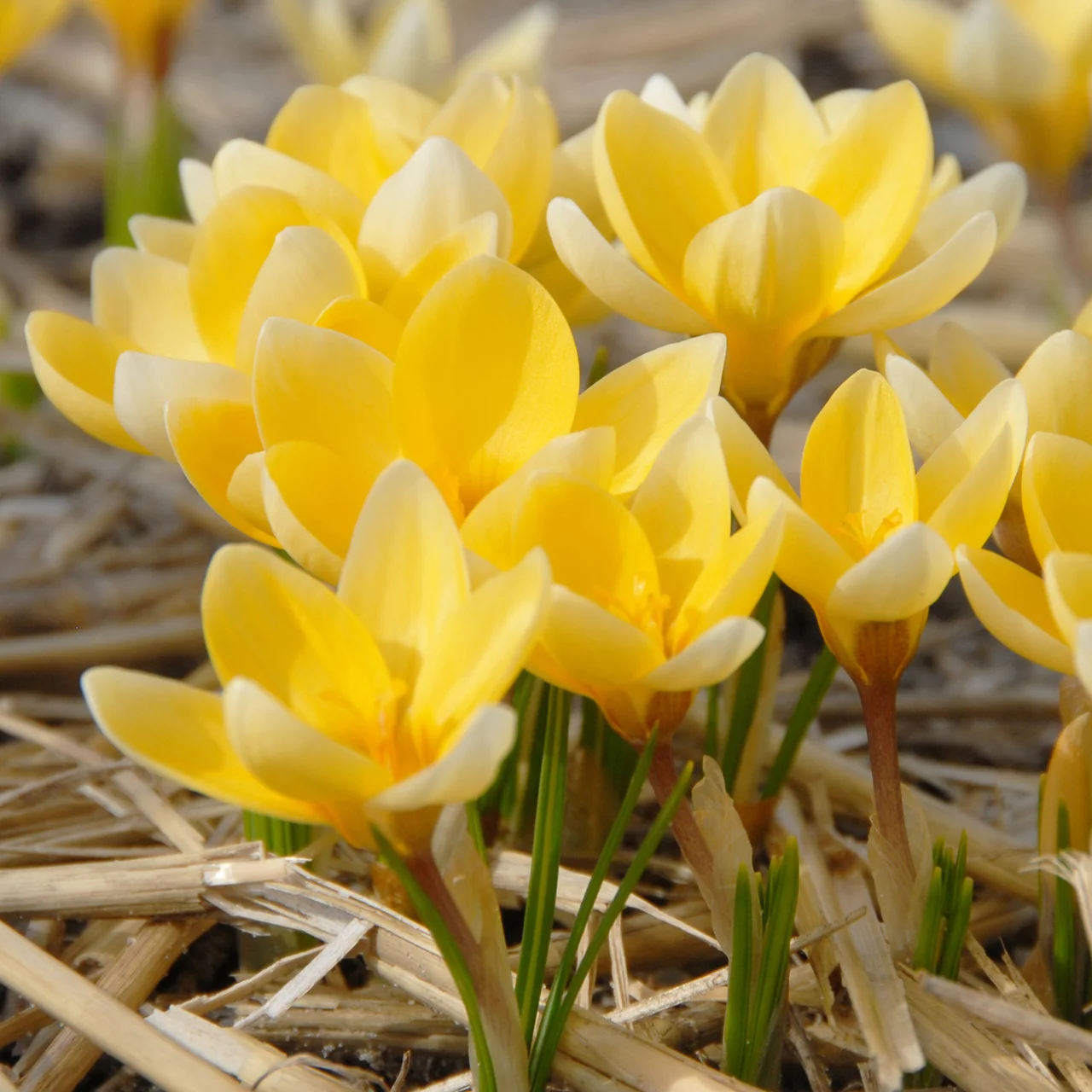 Crocus 'Romance' | © Natural Bulbs