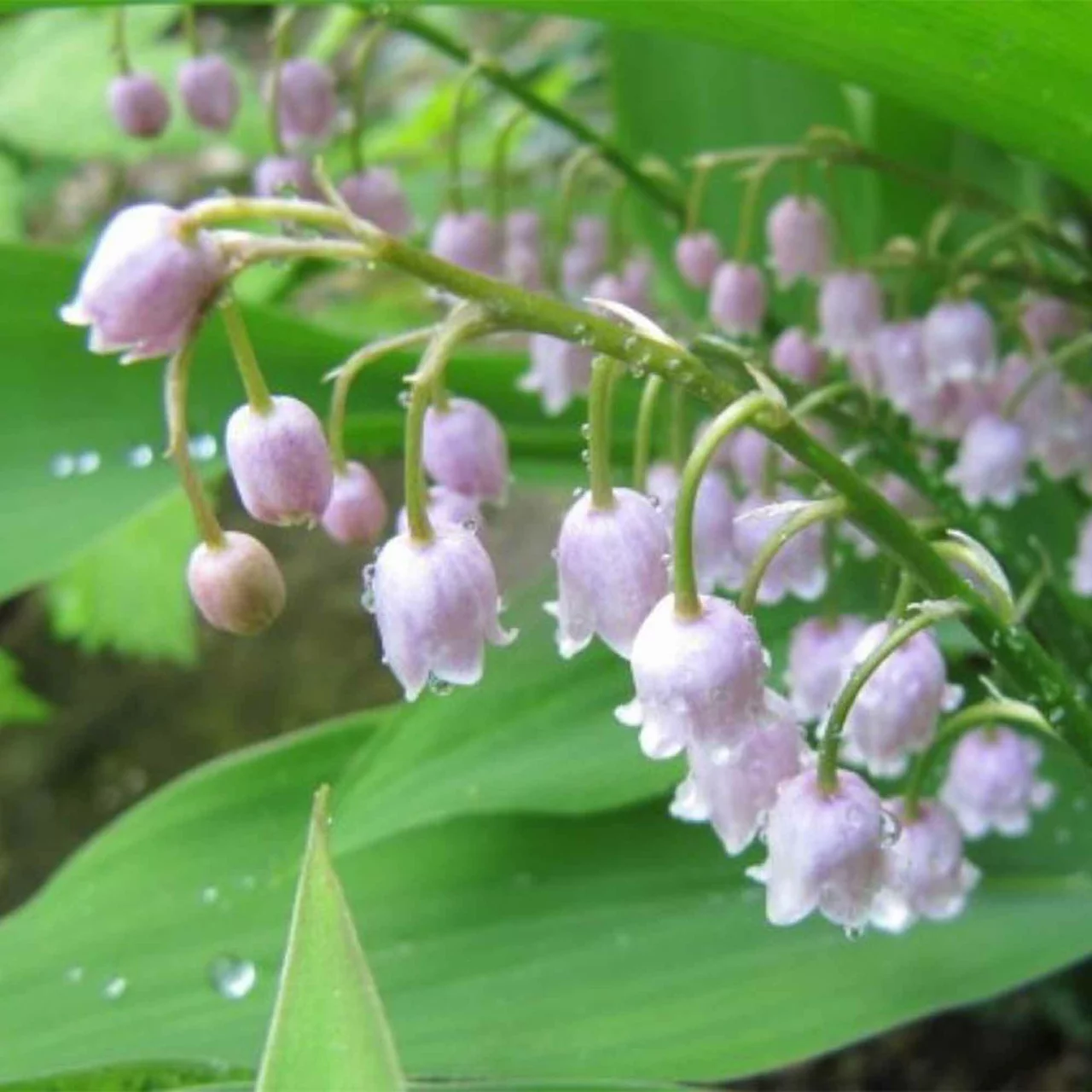 Produktbild zu «Maiglöckchen Rosea» | © Natural Bulbs