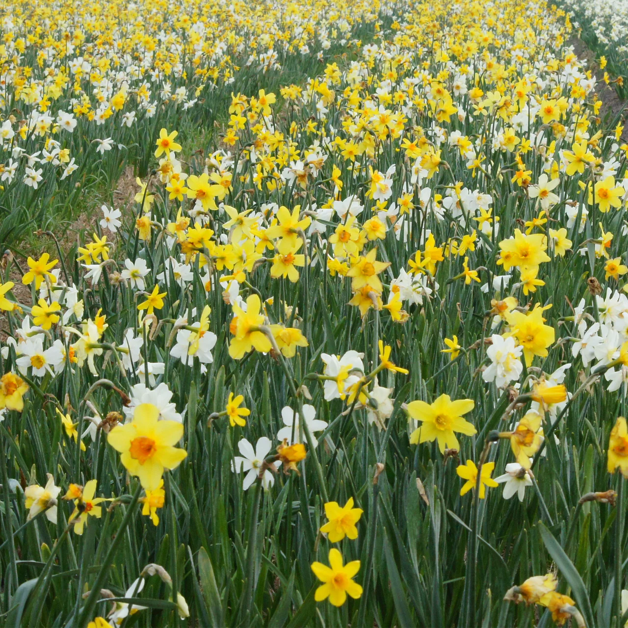 Narzissen-Mischung Klassiker | © Natural Bulbs