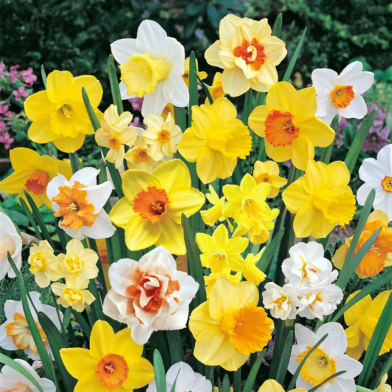 Produktbild zu «Narzissen-Mischung» | © Natural Bulbs