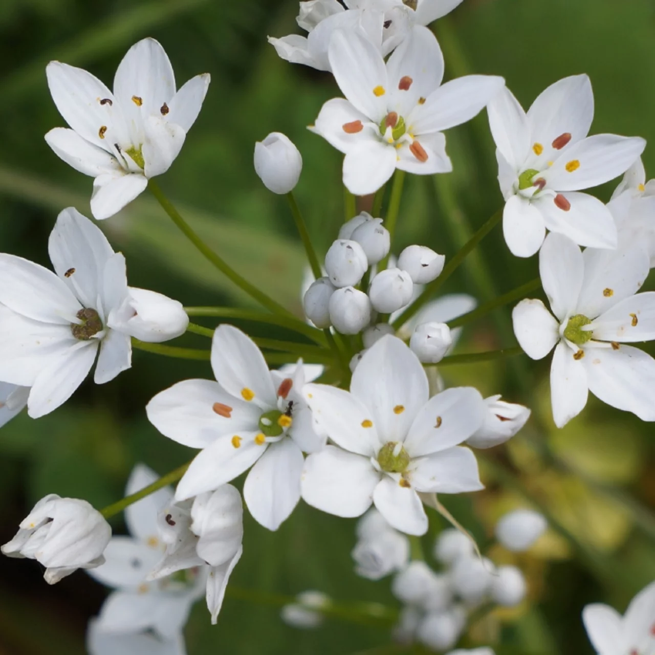 Produktbild zu «Neapel-Lauch» | © Natural Bulbs