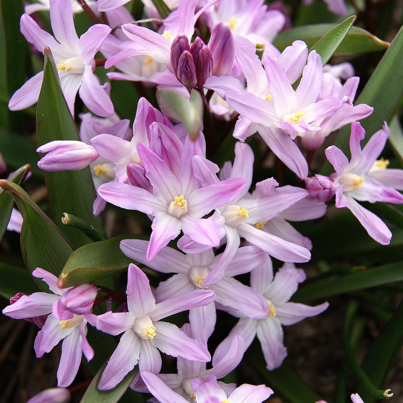 Gloire des neiges  ‘Pink Giant’ | © Natural Bulbs