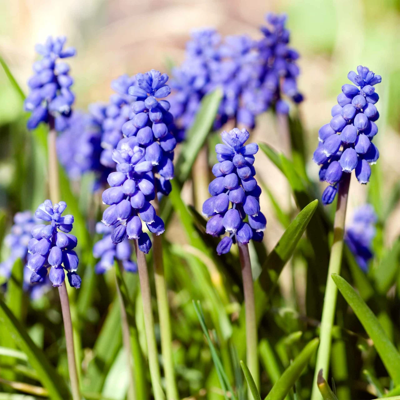 Produktbild zu «Traubenhyazinthe» | © Natural Bulbs