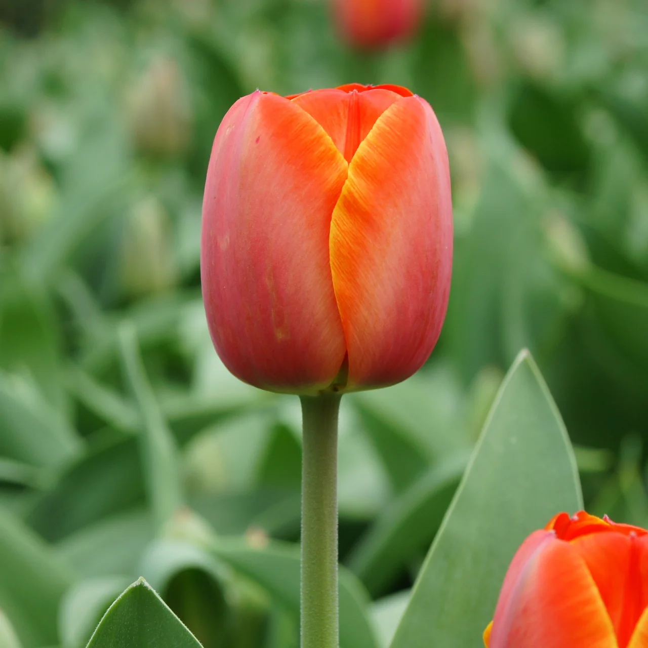 Produktbild zu «Tulpe 'Ad Rem'»