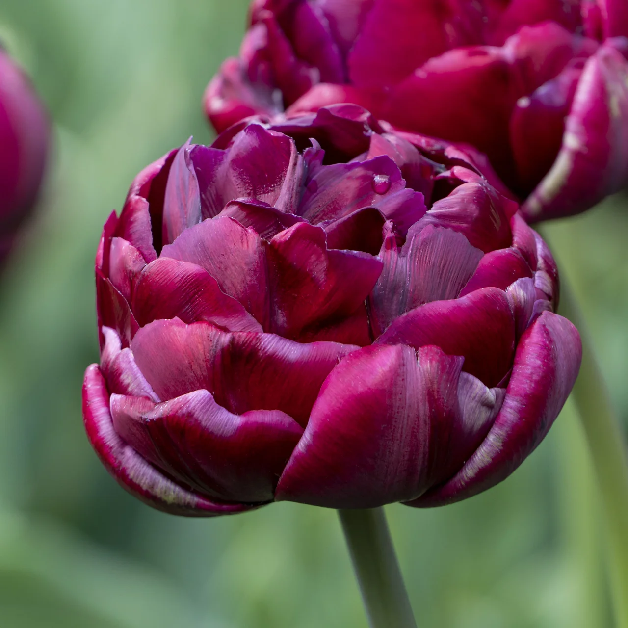 Produktbild zu «Tulpe 'Alison Bradley'»