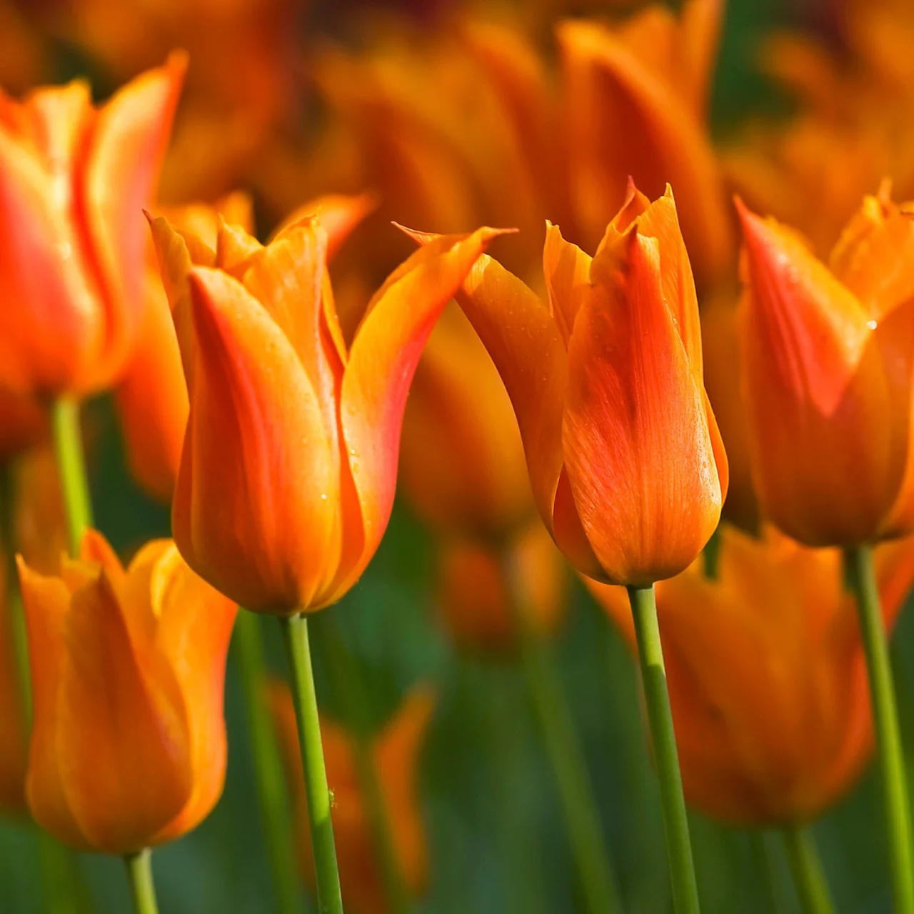 Produktbild zu «Tulpe Ballerina» | © Natural Bulbs