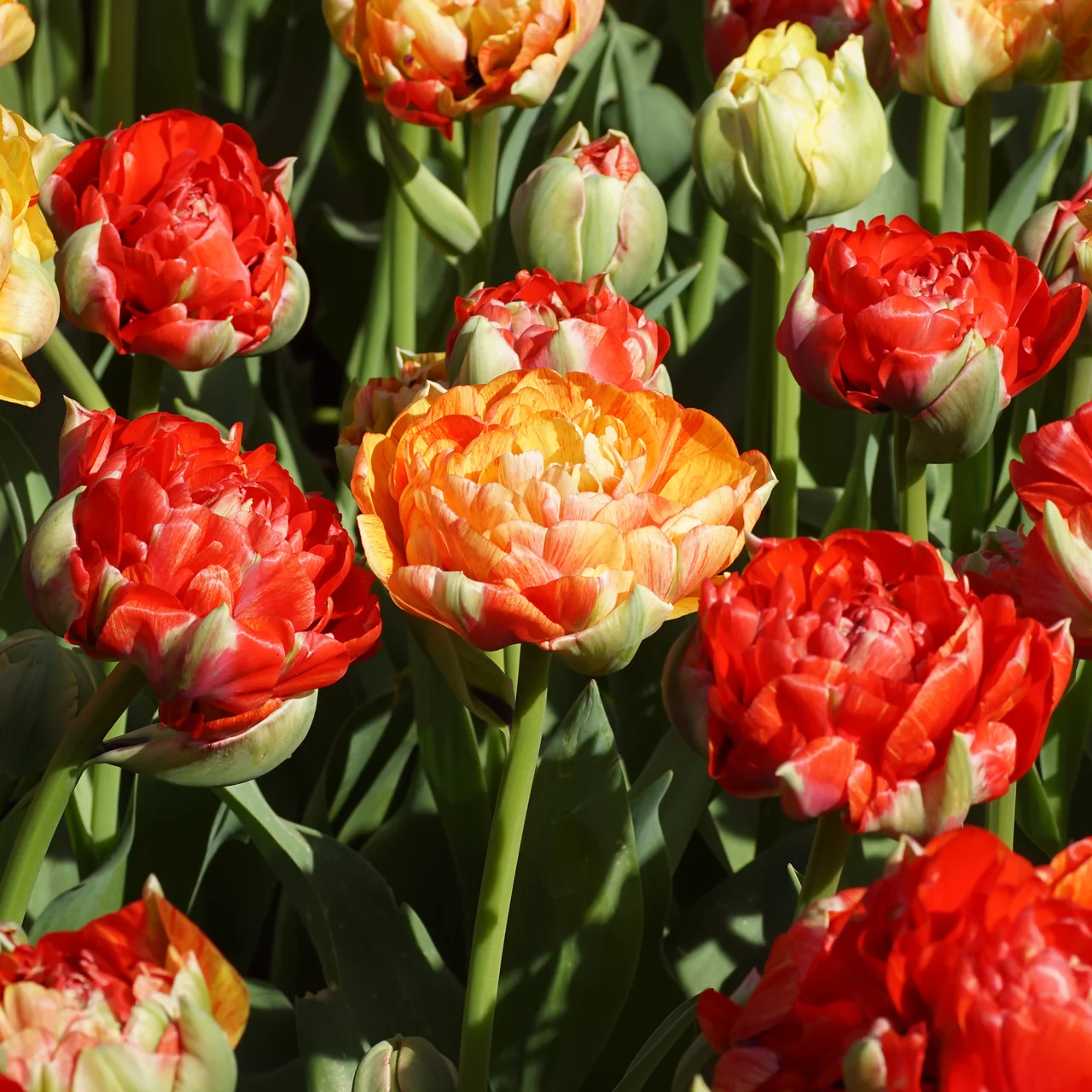 Produktbild zu «Tulpe Gudoshnik Double» | © Natural Bulbs