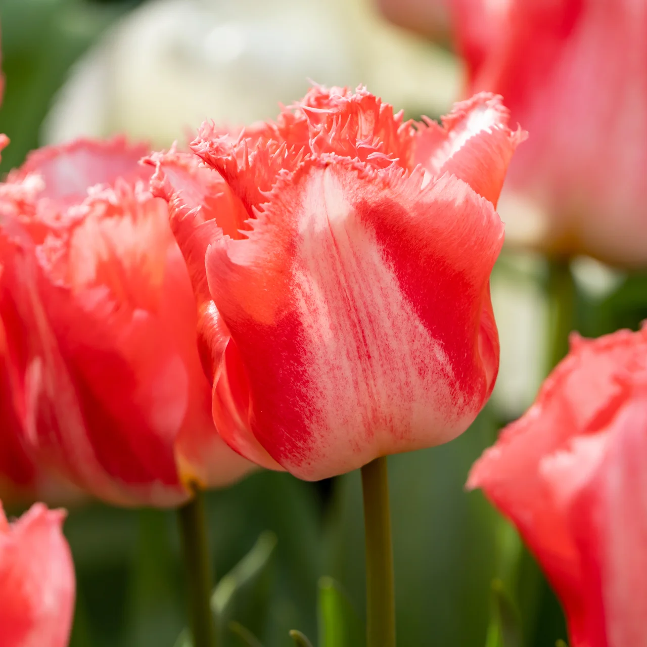 Produktbild zu «Tulpe 'Lingerie'»