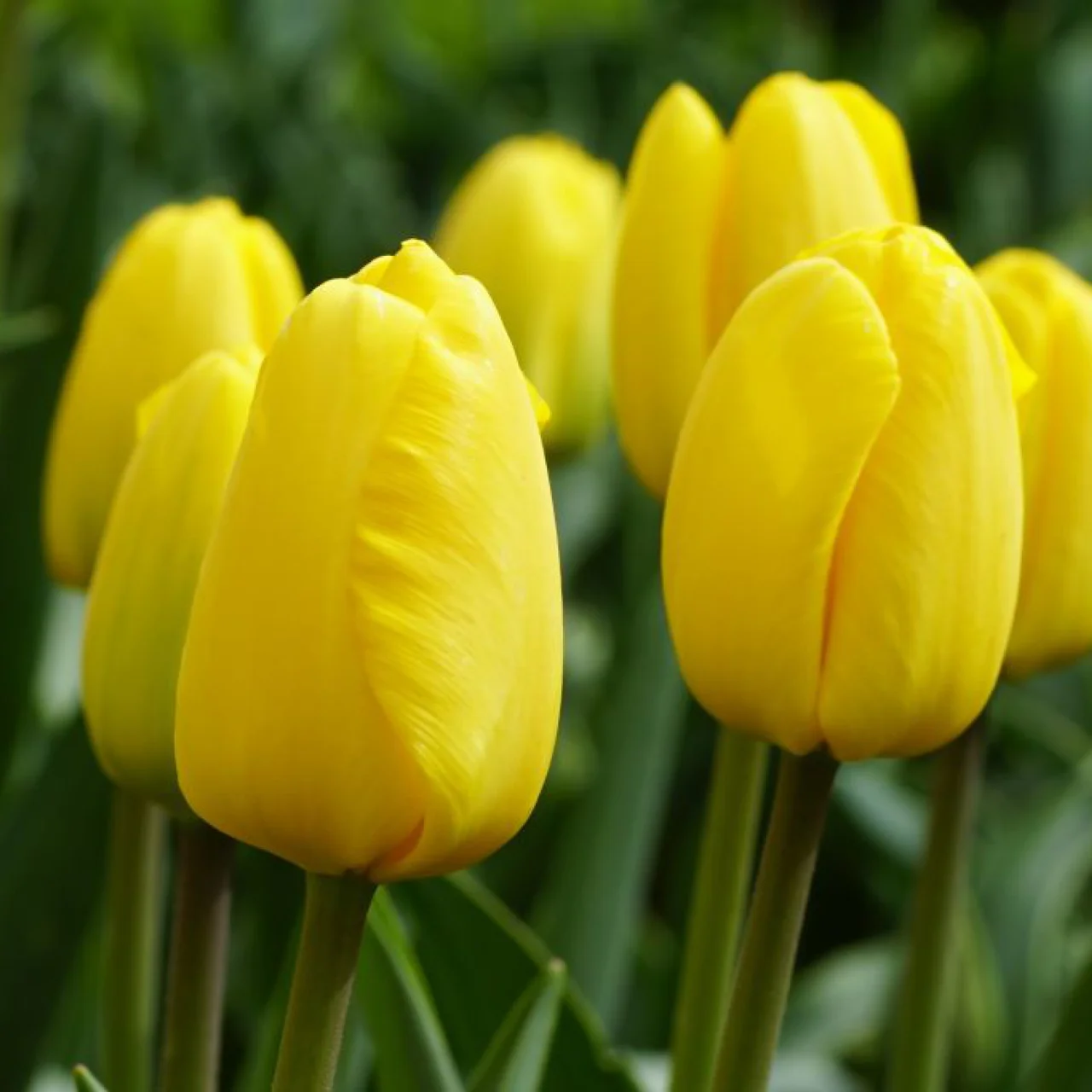 Produktbild zu «Tulpe 'Novi Sun'»