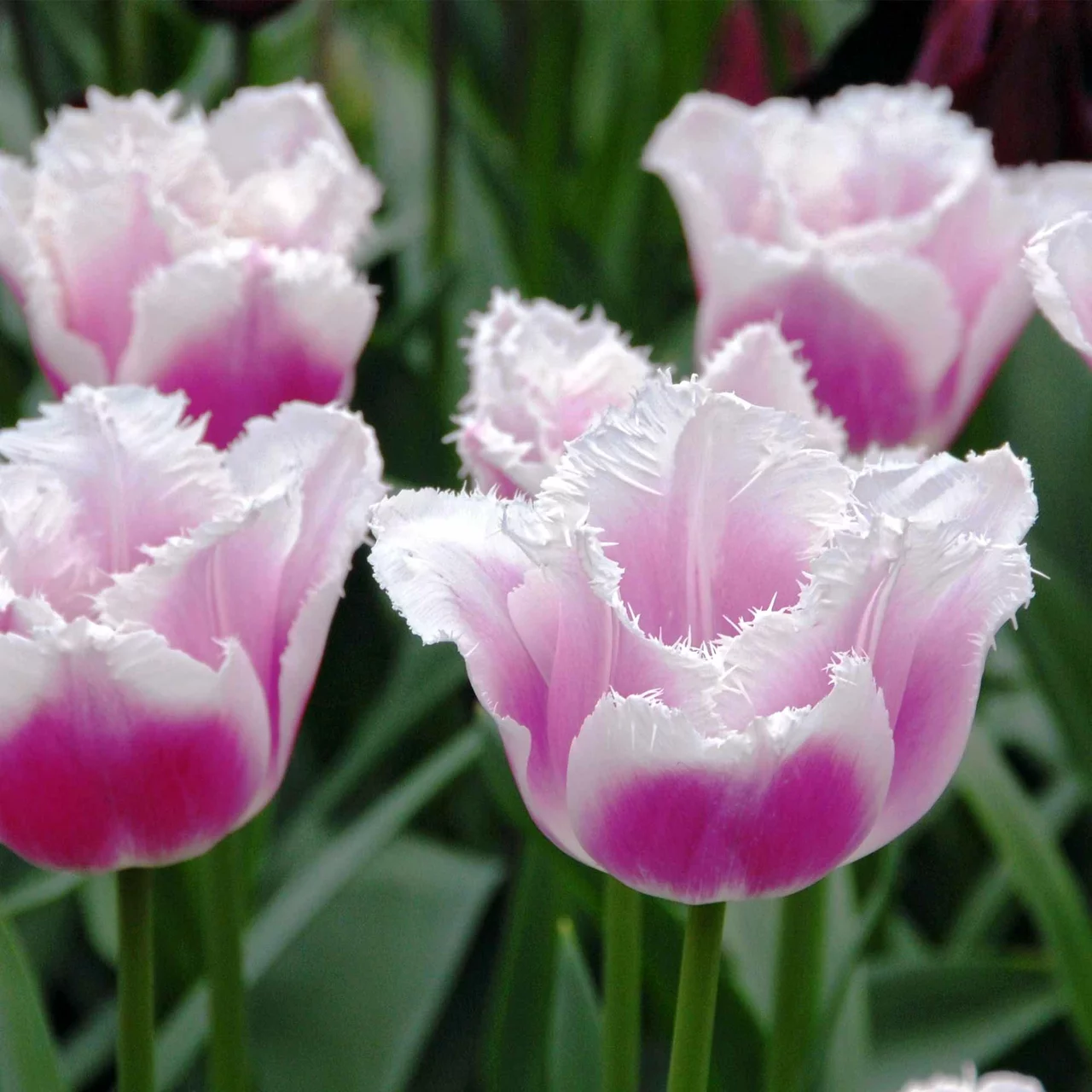 Produktbild zu «Tulpe Siesta» | © Natural Bulbs