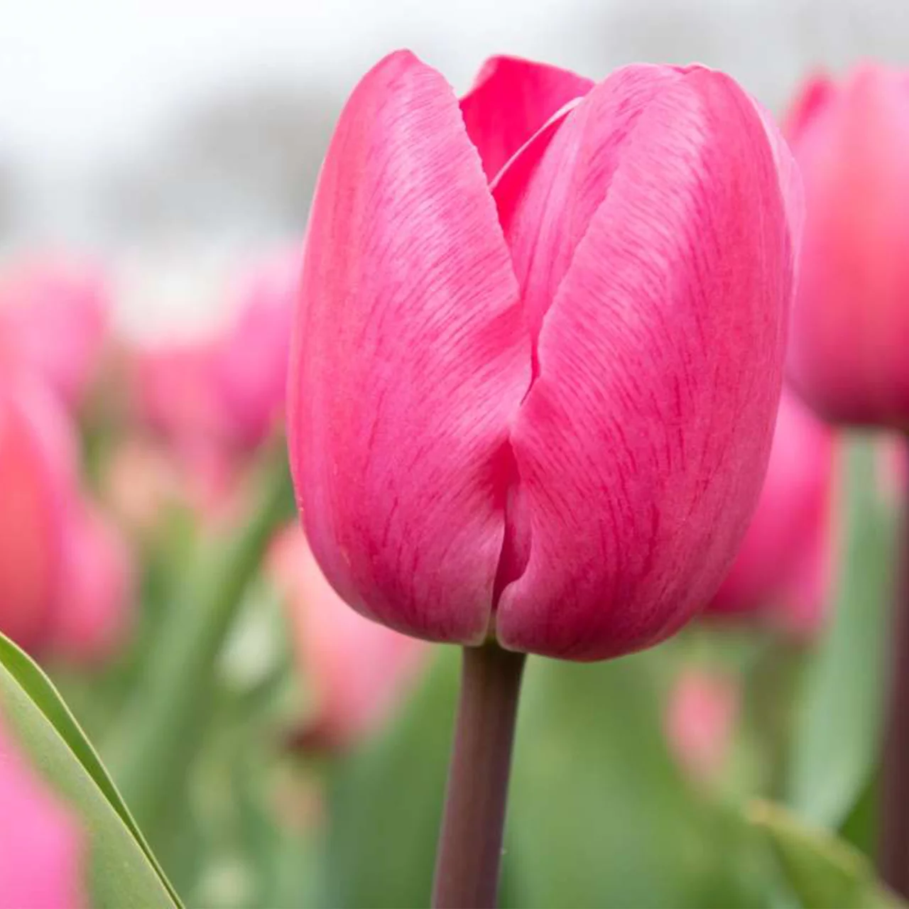 Produktbild zu «Tulpe 'Tineke van der Meer'» | © Natural Bulbs