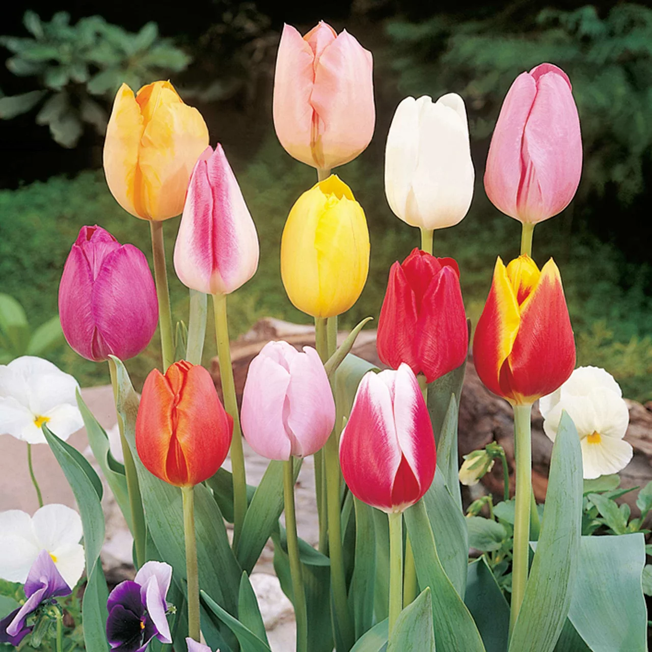 Produktbild zu «Tulpenzwiebel-Mischung» | © Natural Bulbs