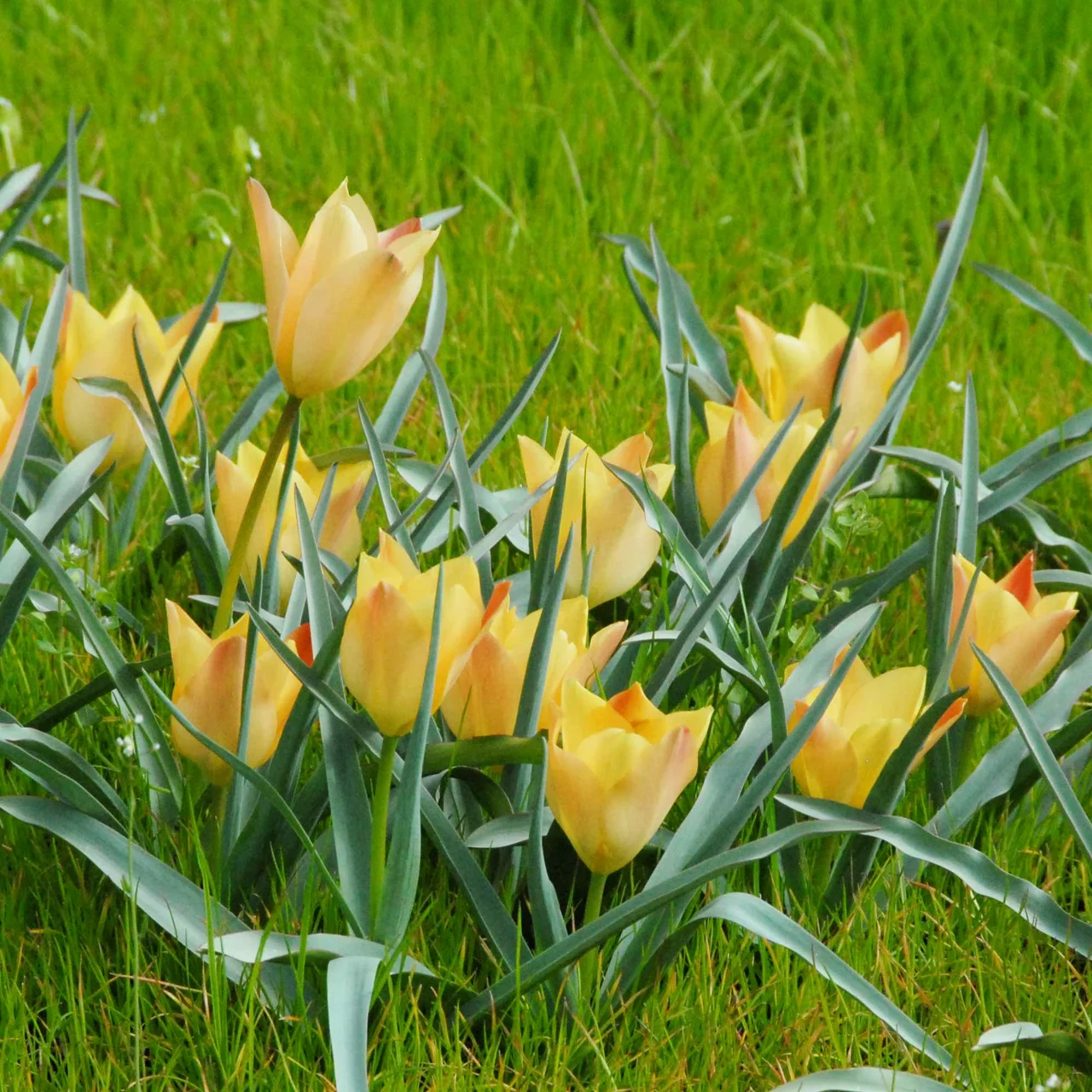 Produktbild zu «Wildtulpe Batalinii Bronze Charme» | © Natural Bulbs