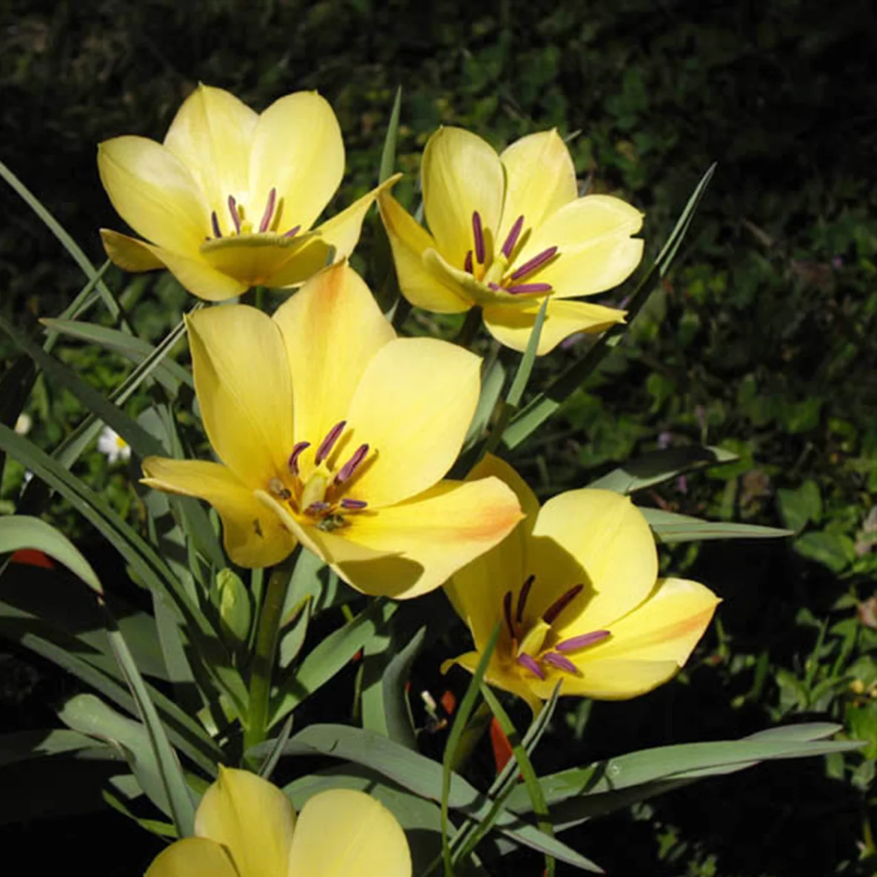Image du produit pour «Tulipe sauvage batalinii Yellow Jewel»