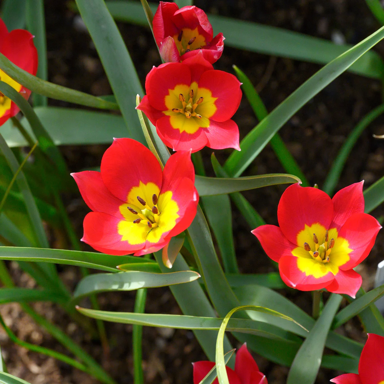 Image du produit pour «Tulipe sauvage humilis Red Beauty»