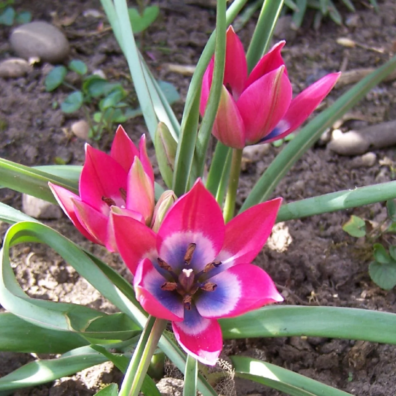 Produktbild zu «Wildtulpe Little Beauty» | © Natural Bulbs