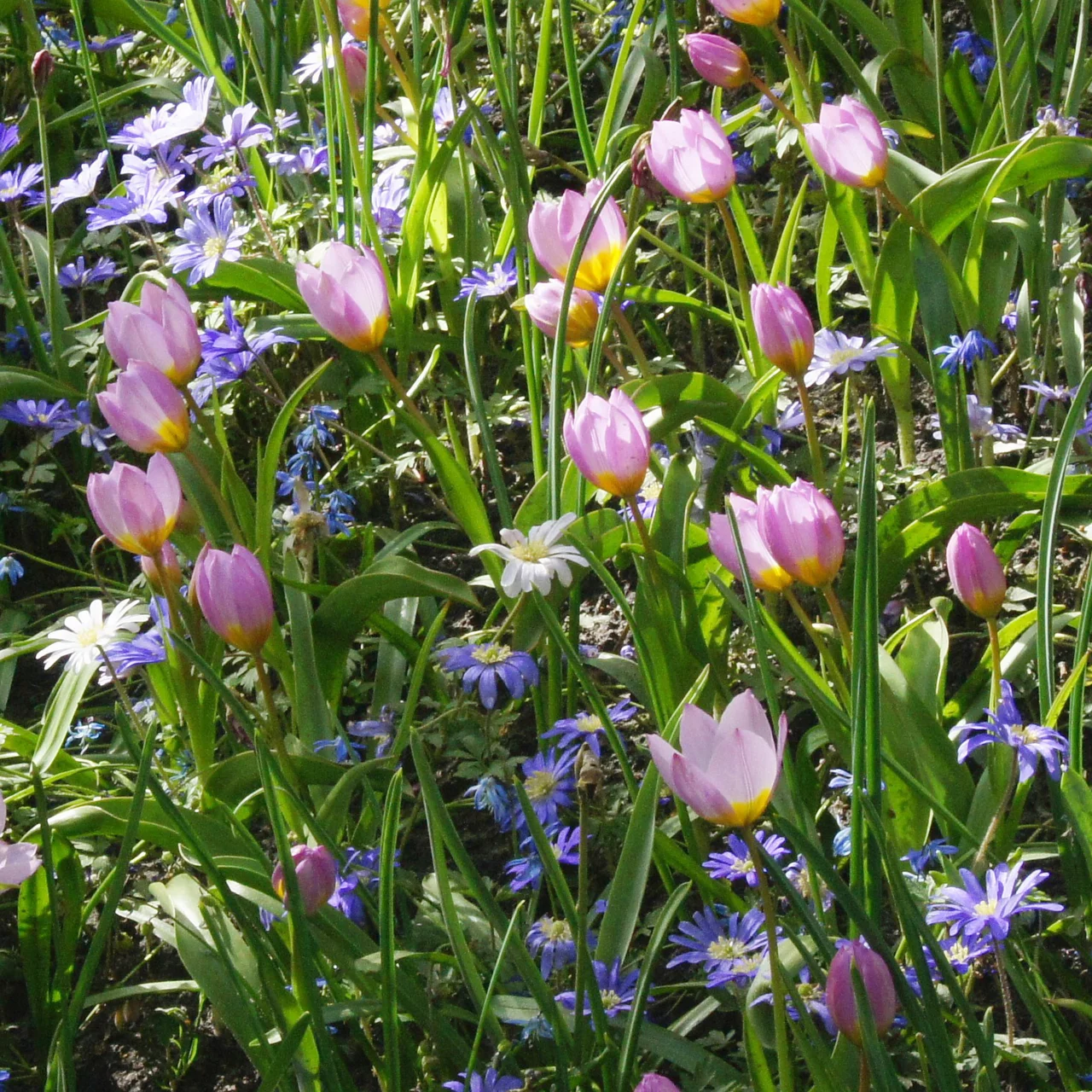 Produktbild zu «Wildtulpe Saxatilis» | © Natural Bulbs