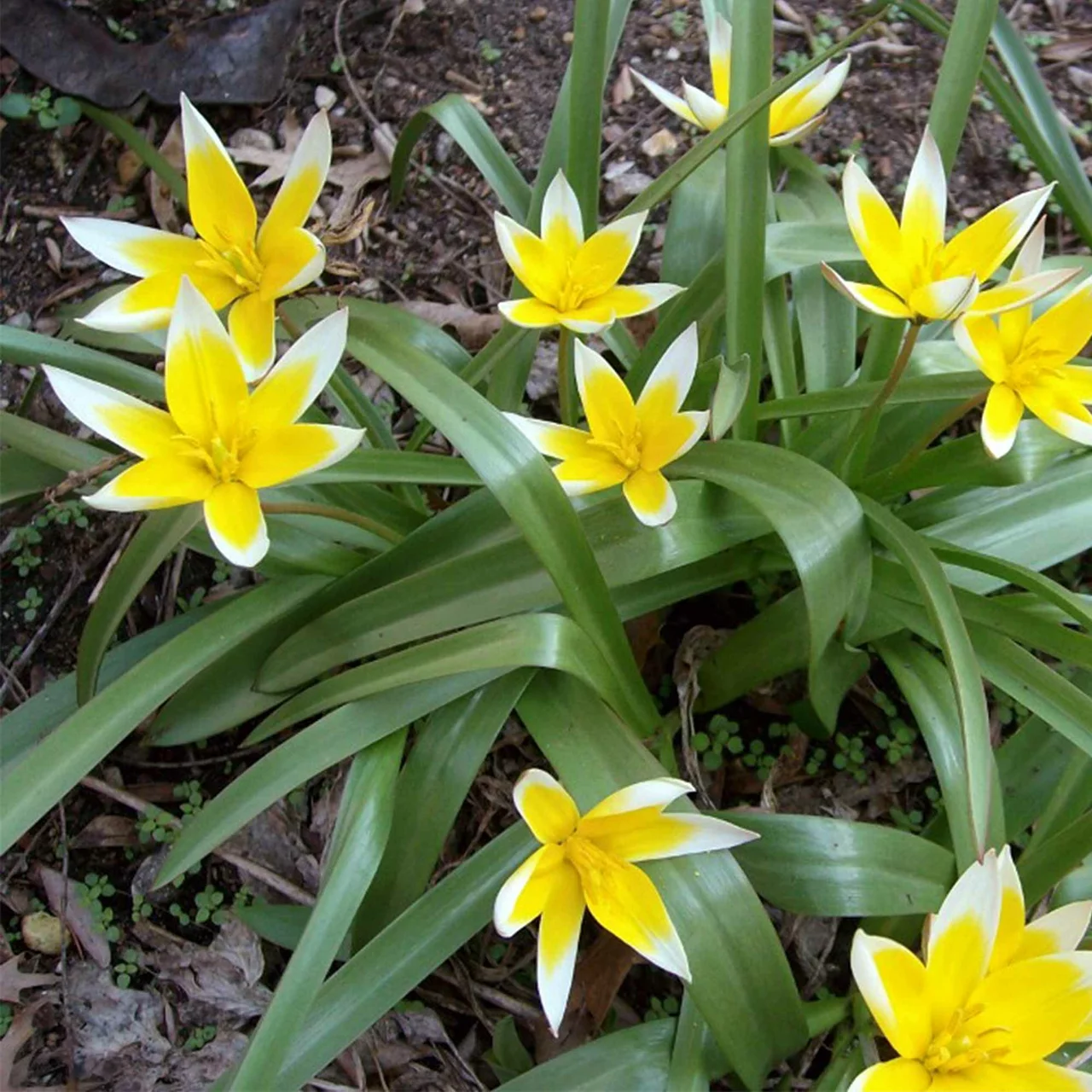 Image du produit pour «Bulbes de tulipes sauvages Tarda» | © Natural Bulbs