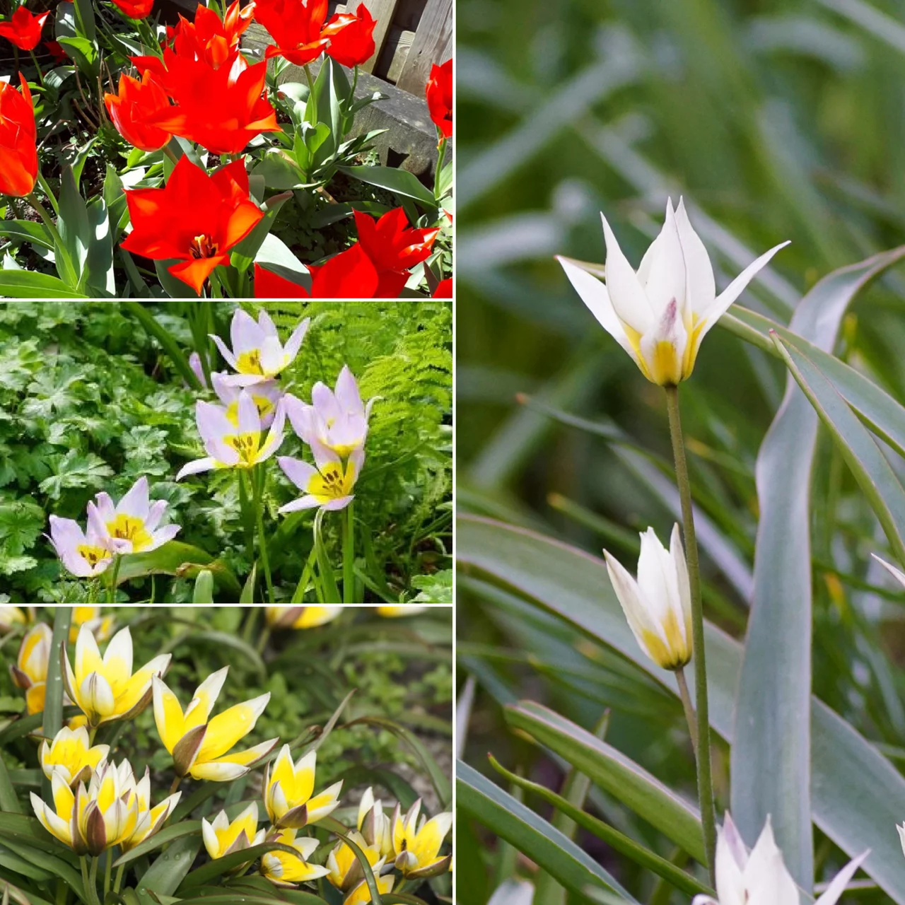 Tulipes sauvages - mélange Couleurs | © Natural Bulbs