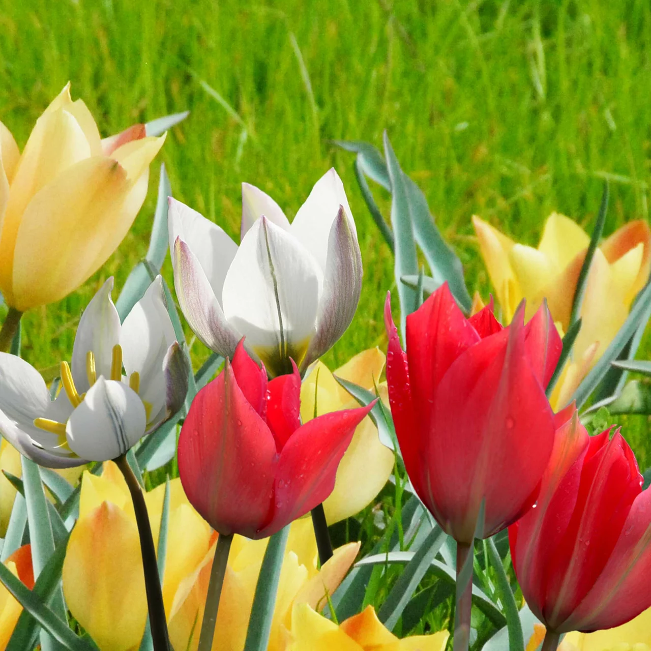 Image du produit pour «Tulipes sauvages Mix Tricolor» | © Natural Bulbs