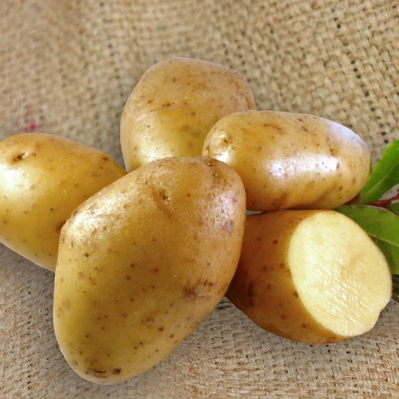 Produktbild zu «Pflanzkartoffel Agria» | © Terralog AG