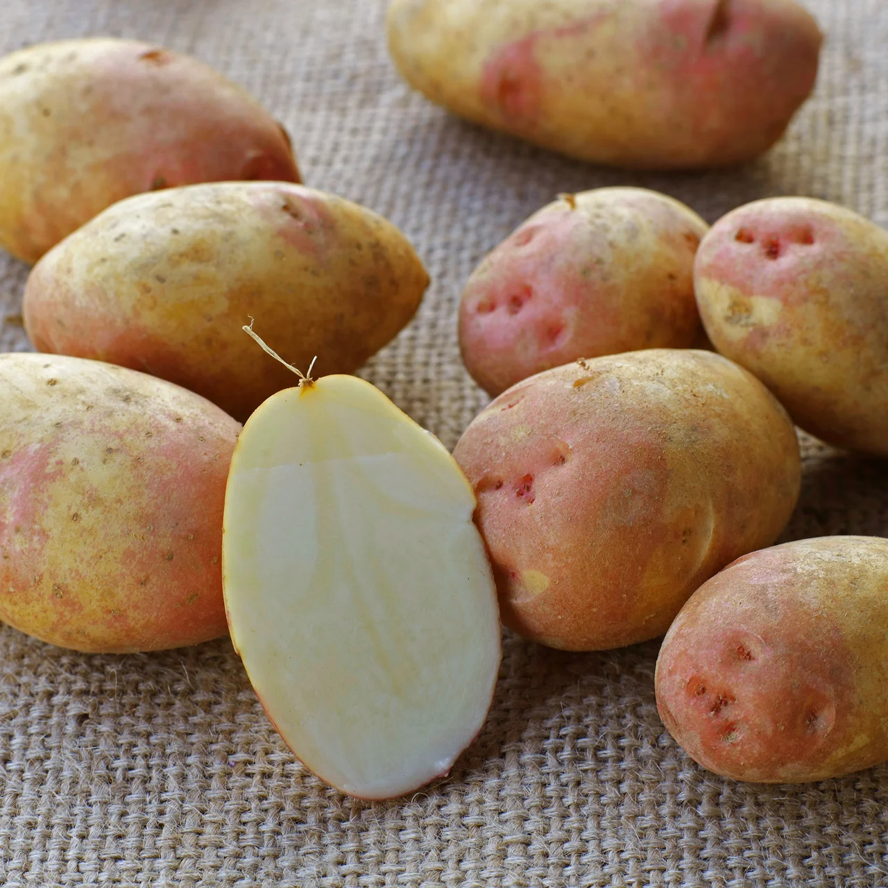 Produktbild zu «Pflanzkartoffel King Edward»