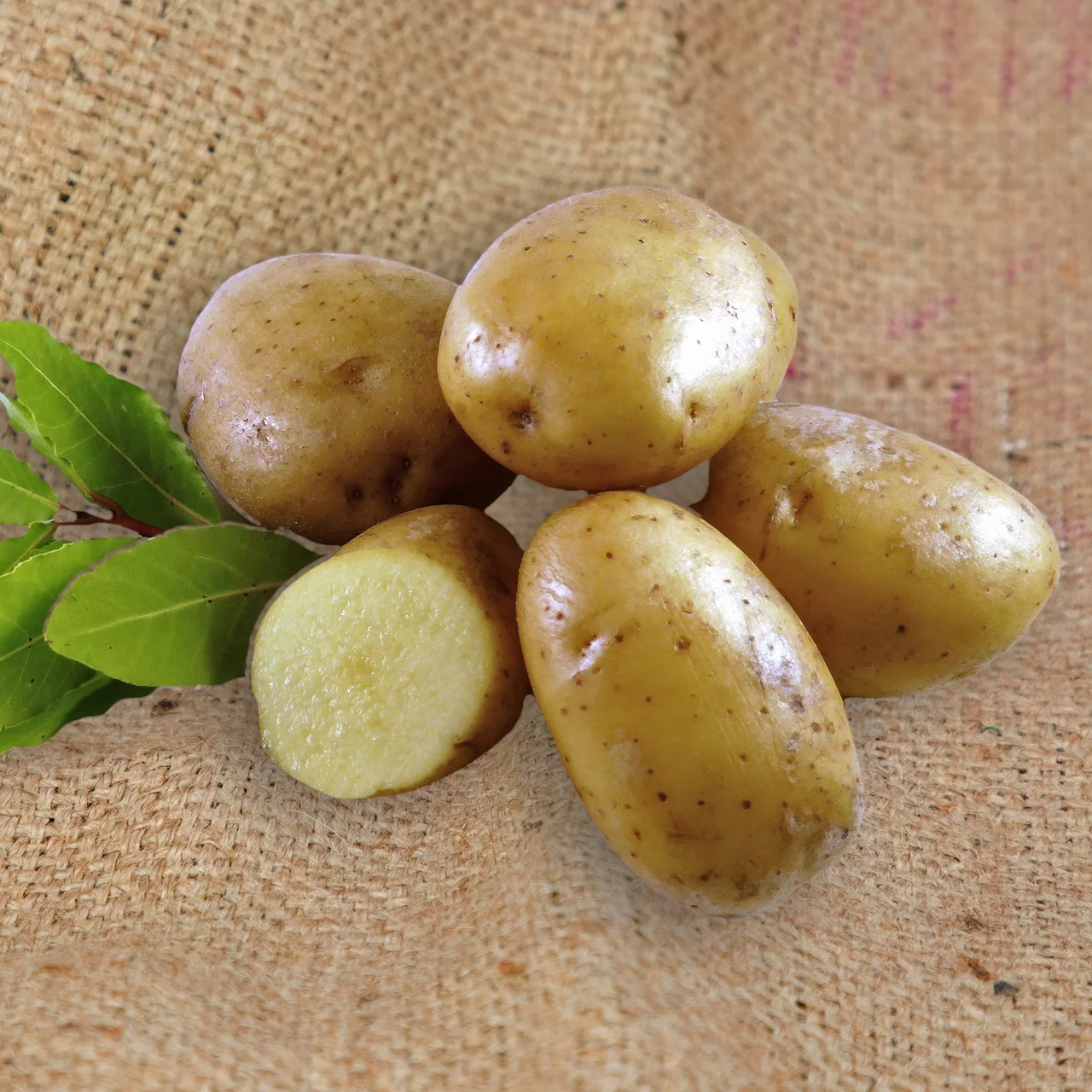 Produktbild zu «Pflanzkartoffel Vitabella» | © Terralog AG