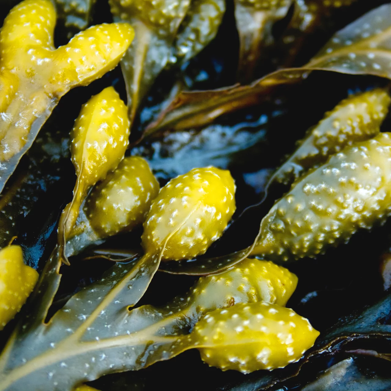 Image du produit pour «AlgoFol - Engrais foliaire à base d'algues» | © Andermatt Biogarten AG