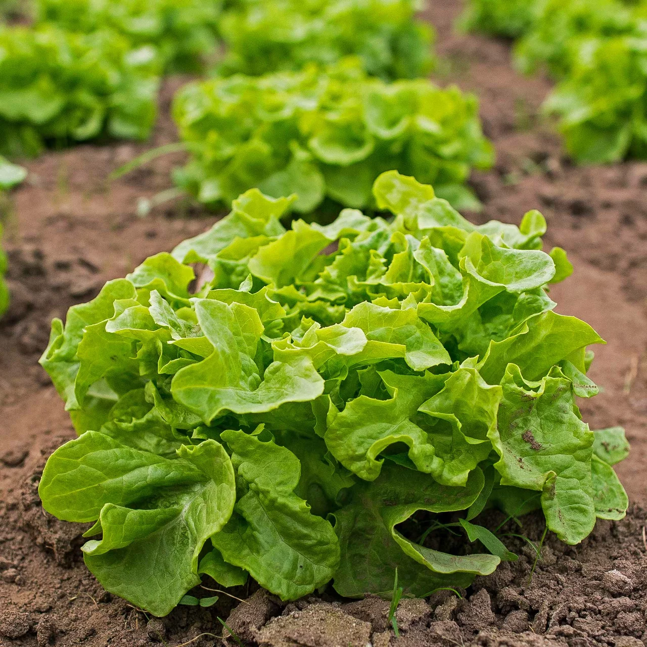 Image du produit pour «RhizoPlus- Bactéries du sol favorisant la croissance» | © Andermatt Biogarten AG