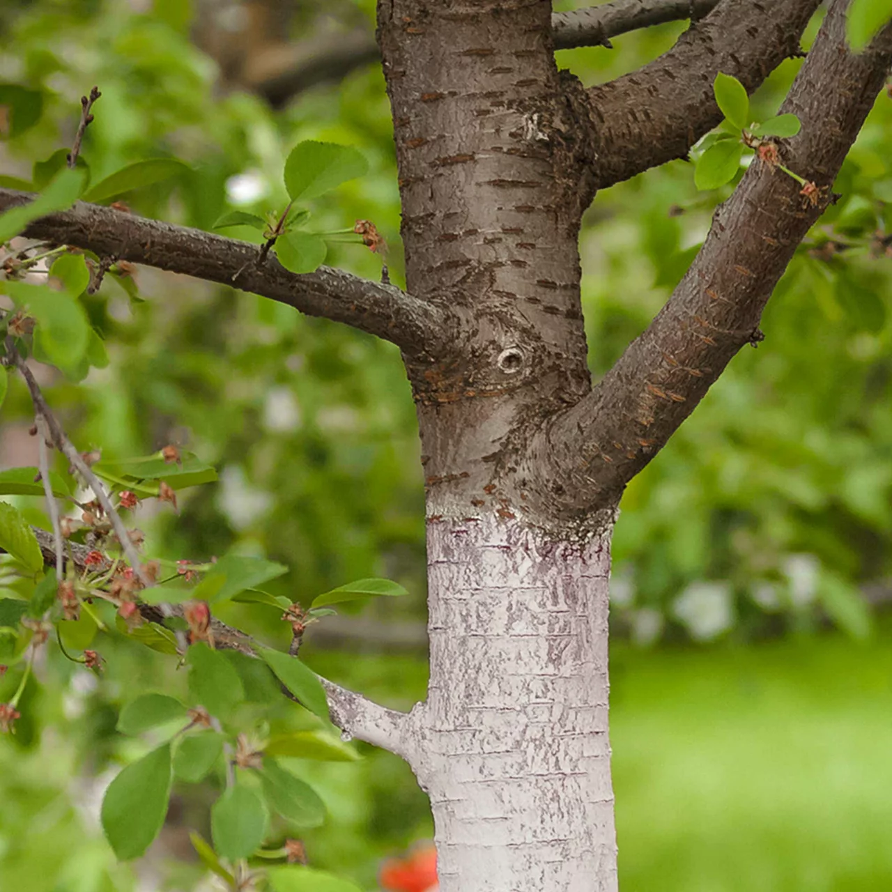 Produktbild zu «Stammanstrich - Natürlicher Schutz für gesunde Bäume» | © Andermatt Biogarten AG