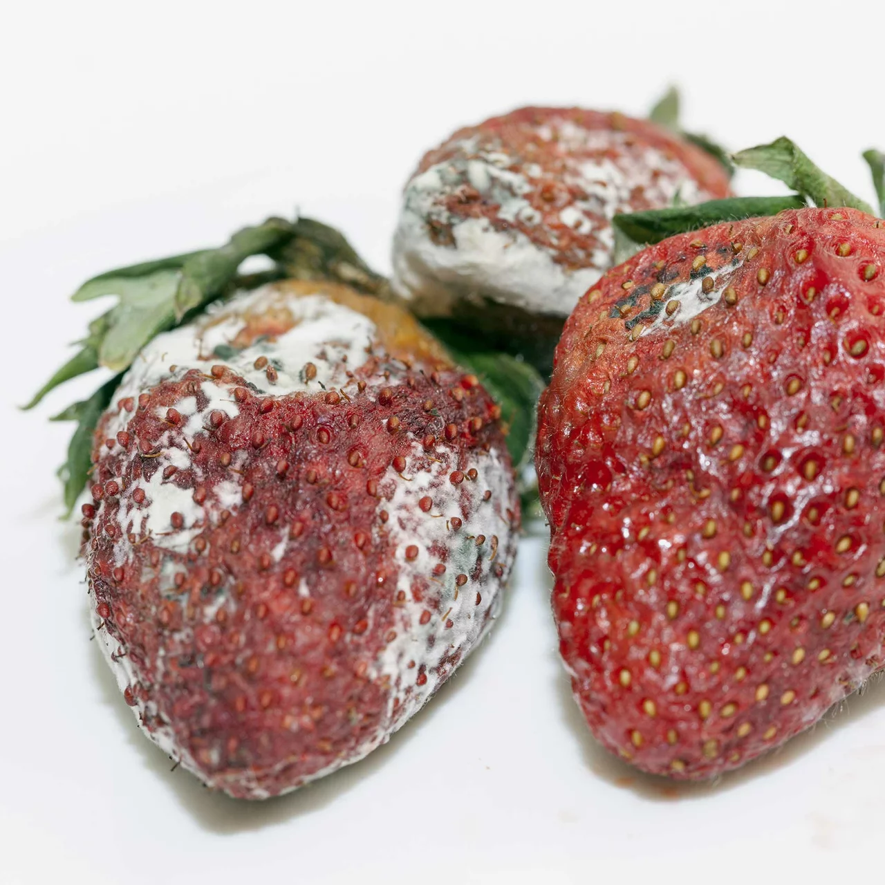 Image du produit pour «Amylo-X® - Prévient les maladies fongiques» | © Andermatt Biogarten AG
