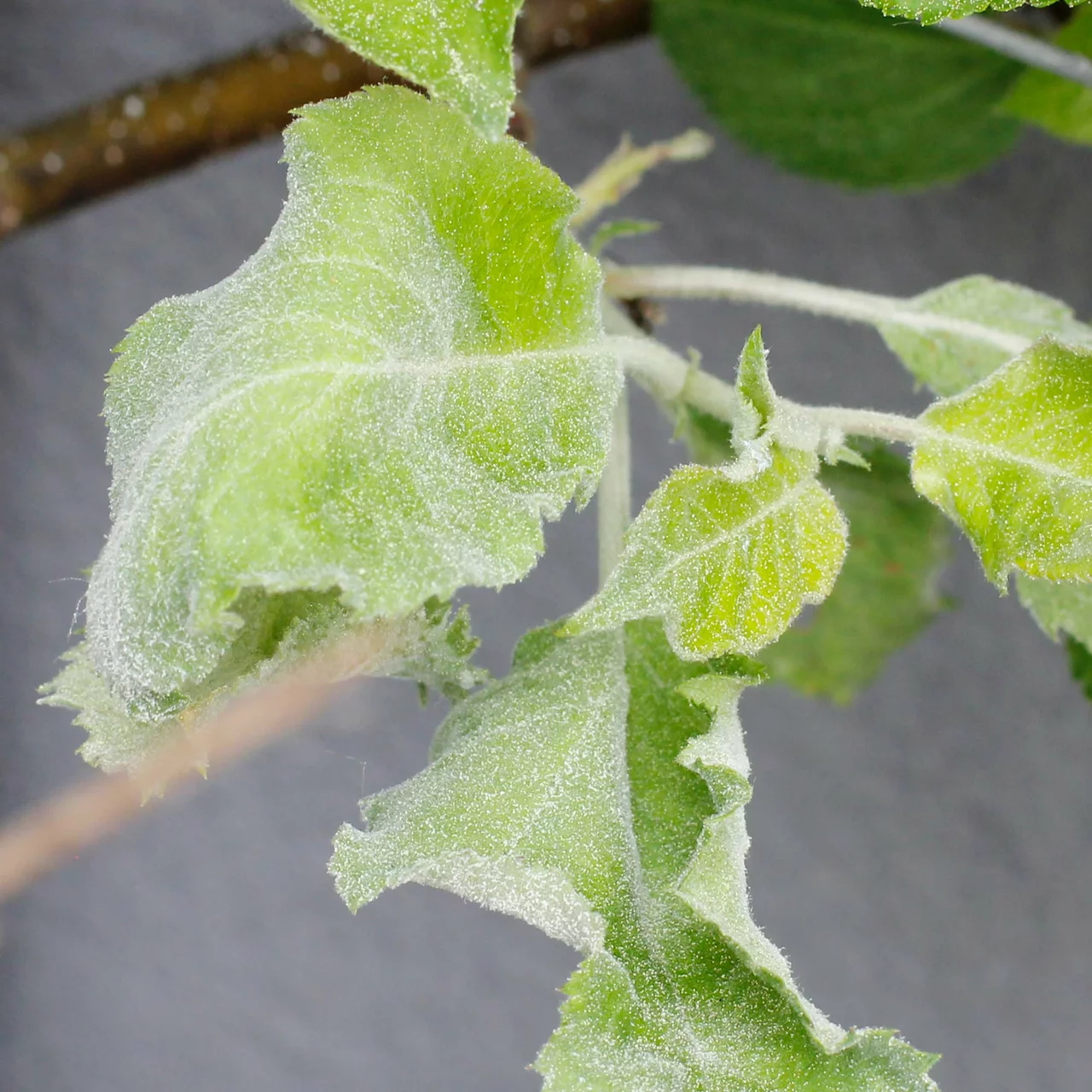 Image du produit pour «MycoSan-S contre les maladies fongiques et les acariens» | © Andermatt Biogarten AG