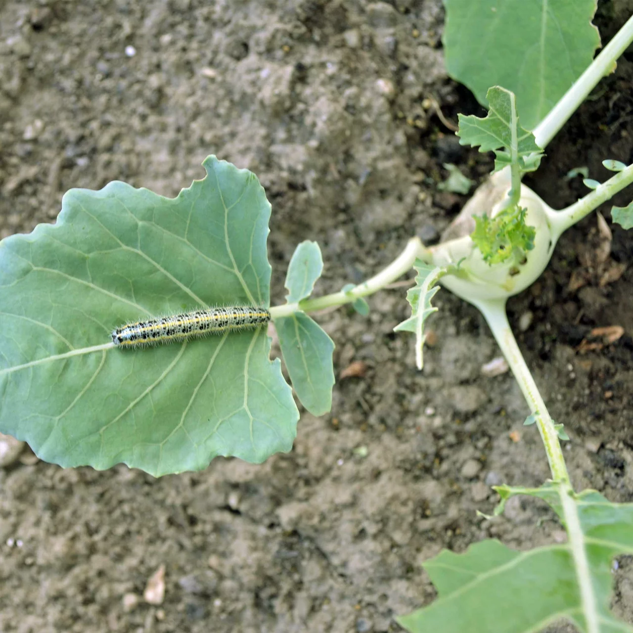 Produktbild zu «Delfin® gegen Schadraupen» | © Andermatt Biogarten AG
