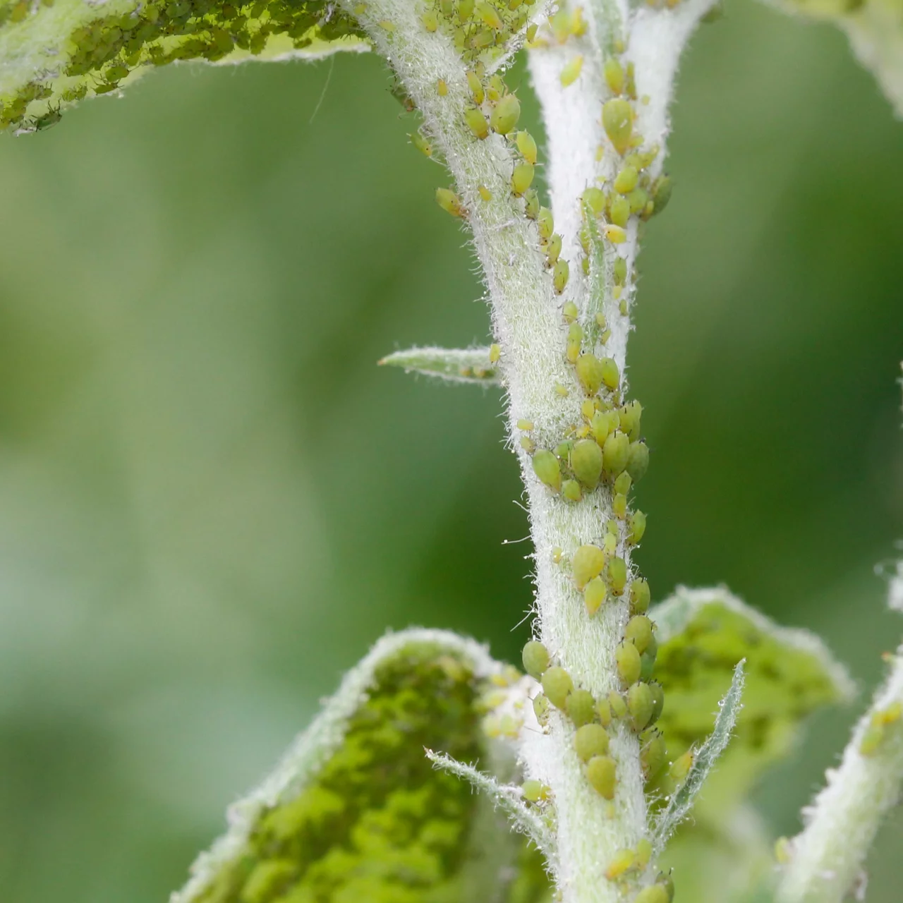 Produktbild zu «Insect-Ex - Gegen Pflanzenschädlinge» | © Andermatt Biogarten AG