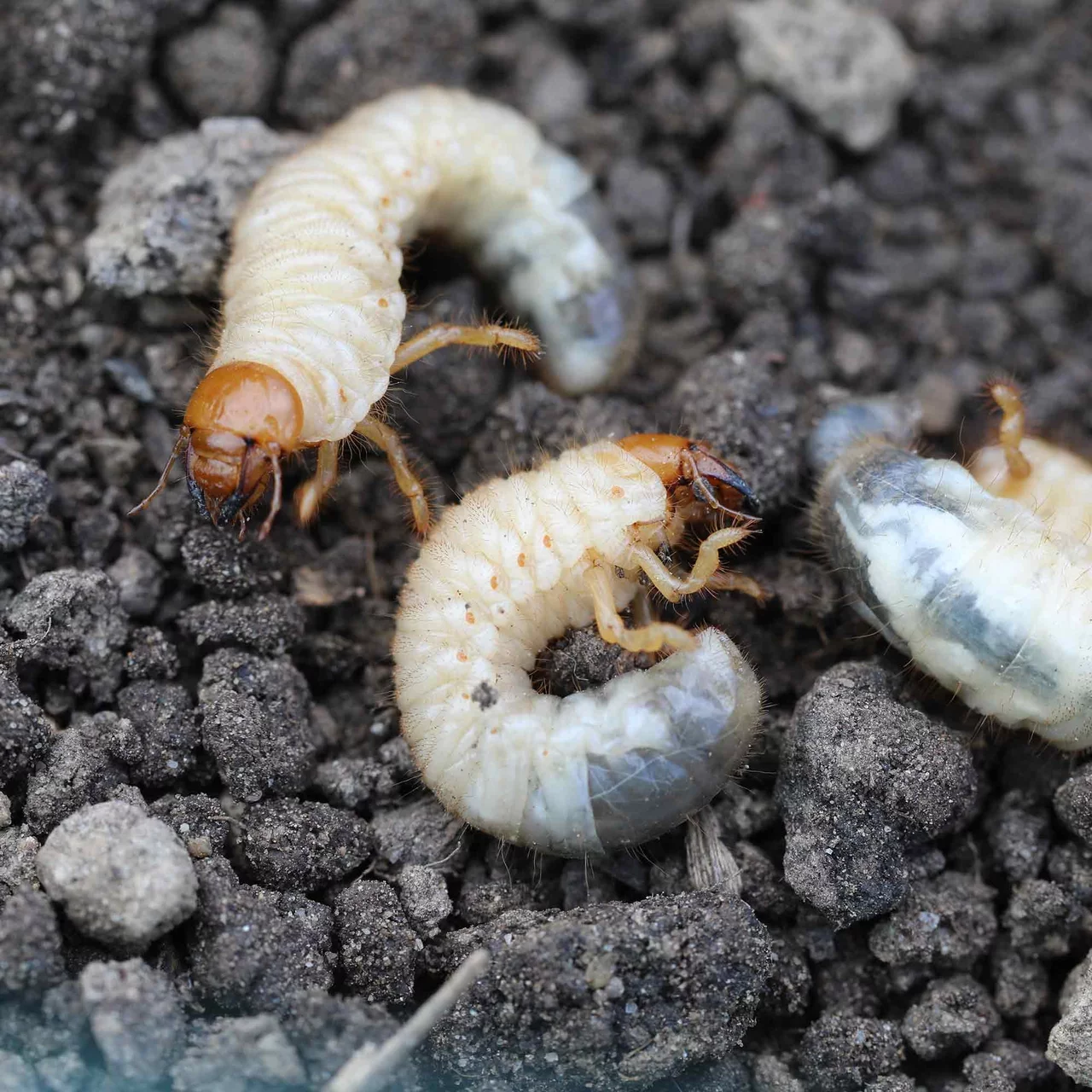 Produktbild zu «Metapro» | © Andermatt Biocontrol Suisse AG