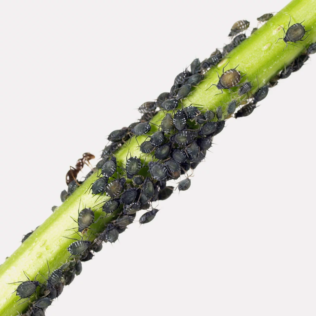 Produktbild zu «NeemAzal®-T/S» | © Andermatt Biogarten AG