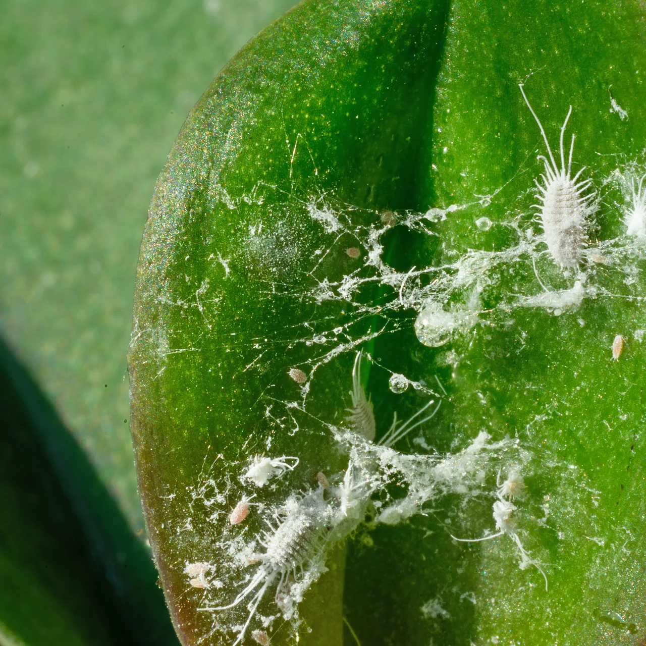 Produktbild zu «Orchideen-Spray - Effektiver Schutz für Orchideen»
