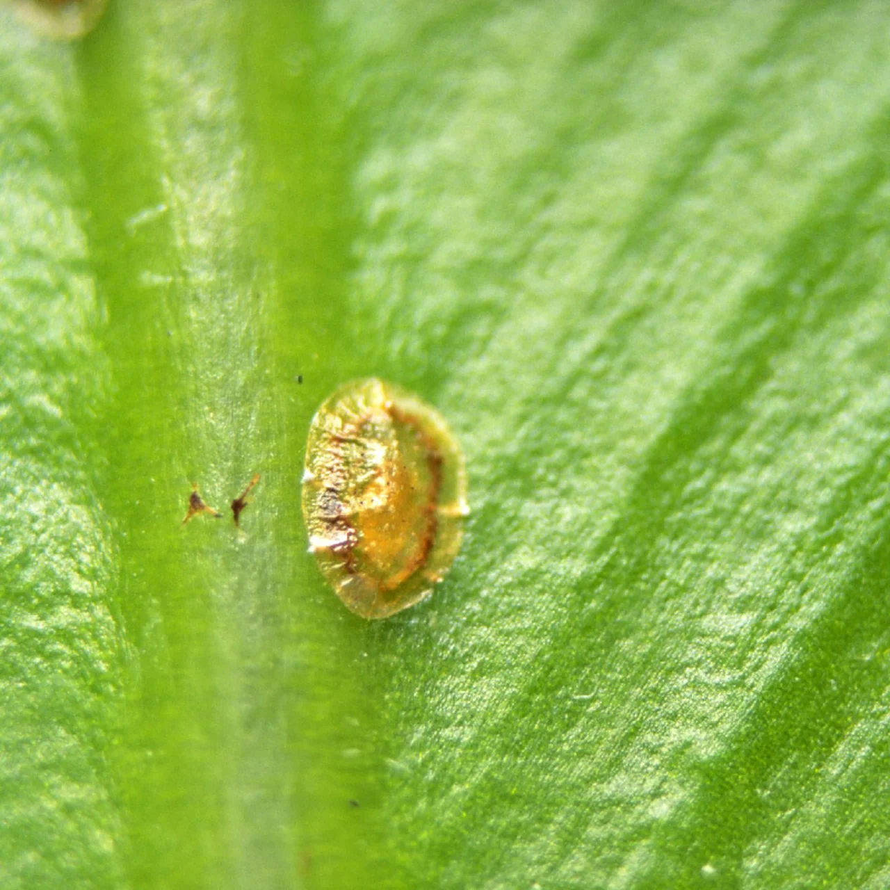 Produktbild zu «Rapisal / Rapisal AF – gegen Blatt- und Schildläuse» | © Andermatt Biogarten AG