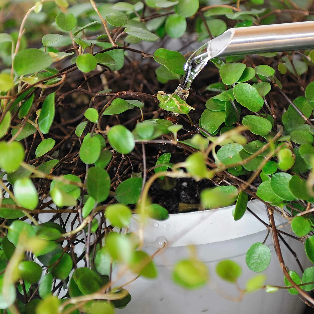 Image du produit pour «Solbac - Contre les larves de sciarides» | © Andermatt Biogarten AG