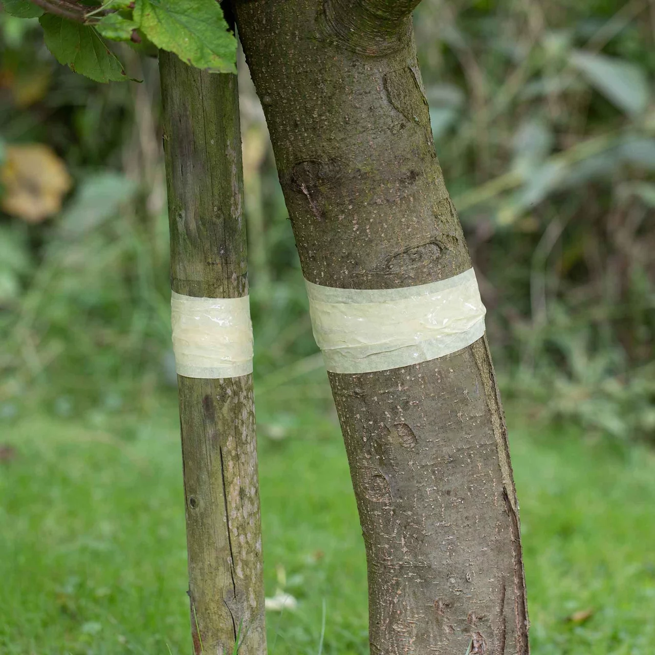 Image du produit pour «Barrière anti-fourmi Tangle-Trap» | © Andermatt Biocontrol Suisse AG