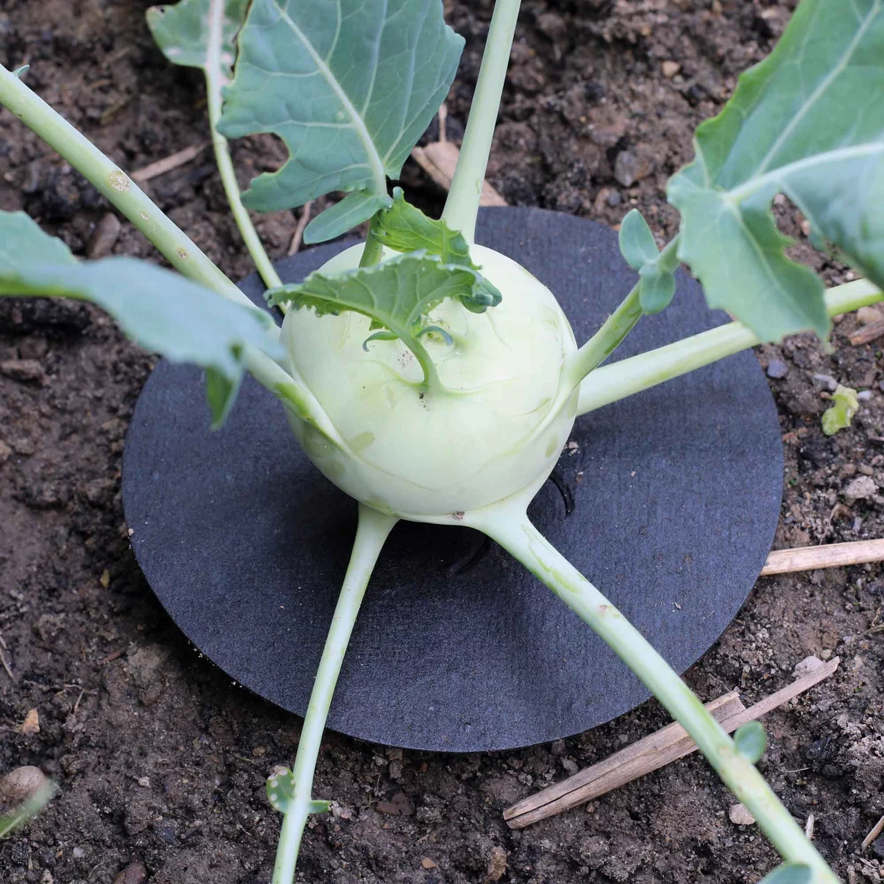 Produktbild zu «Kohl-Kragen» | © Schacht F.  GmbH & Co. KG