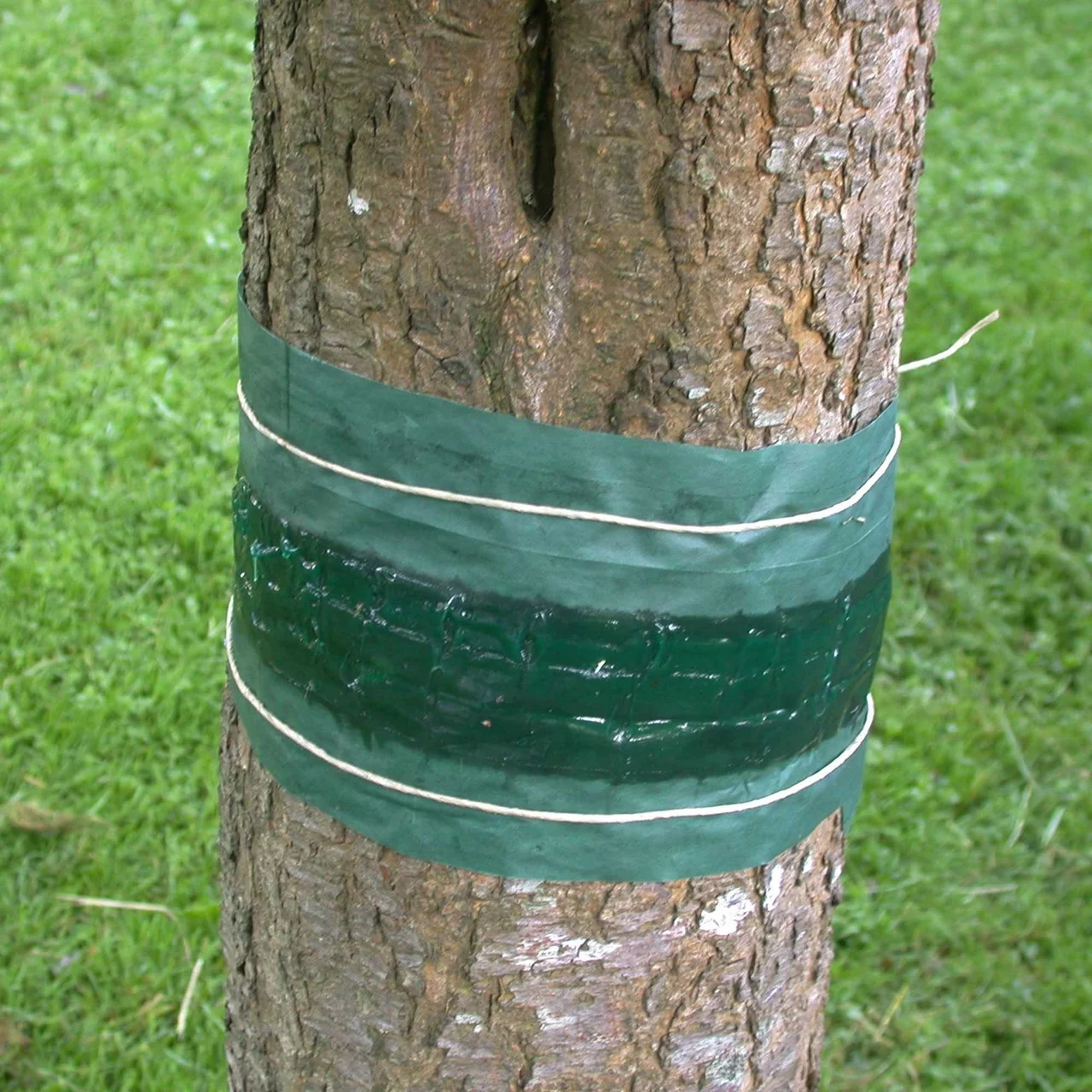 Produktbild zu «Raupenleimring» | © Schacht F.  GmbH & Co. KG