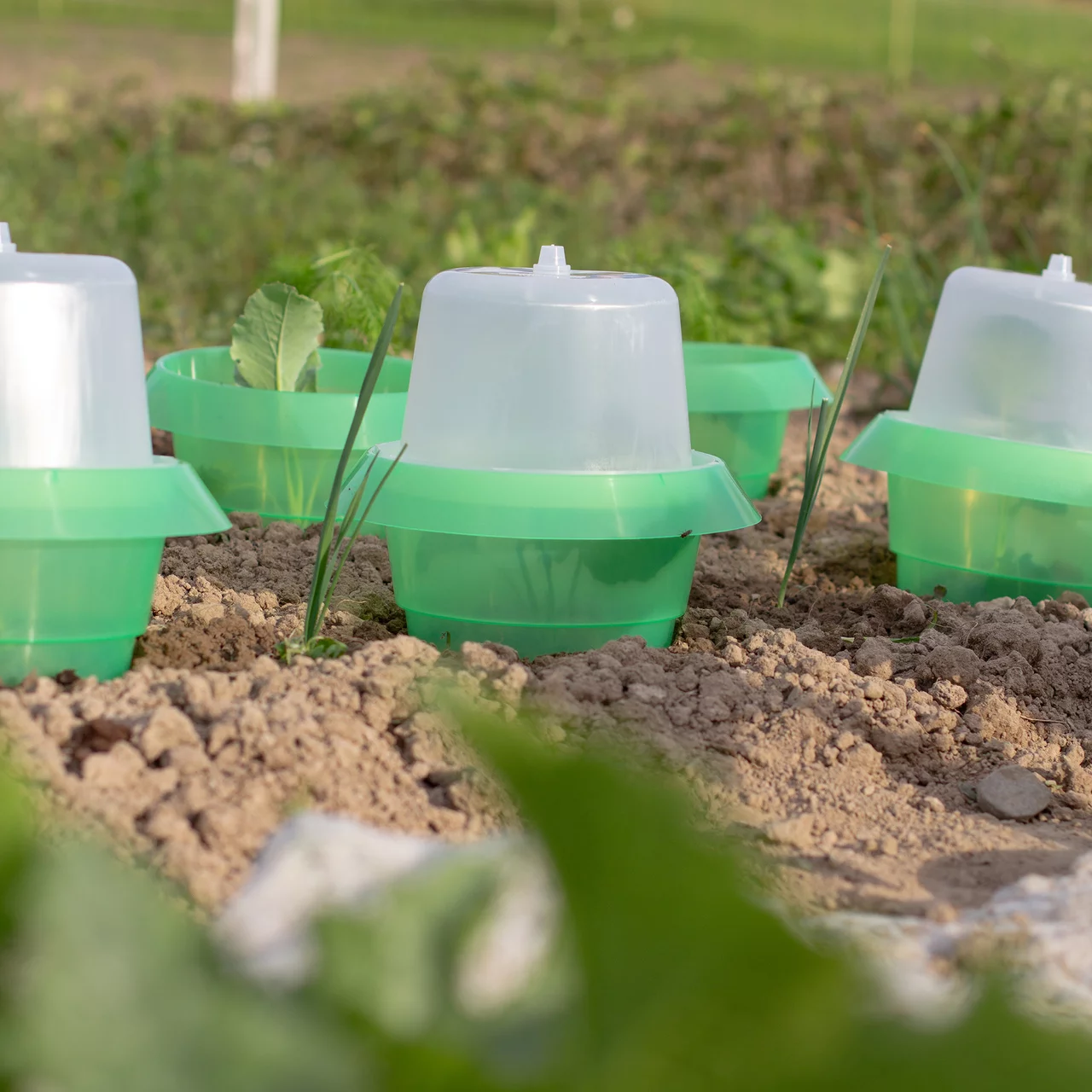 Produktbild zu «SchneckenStopp-Haube» | © Andermatt Biogarten AG