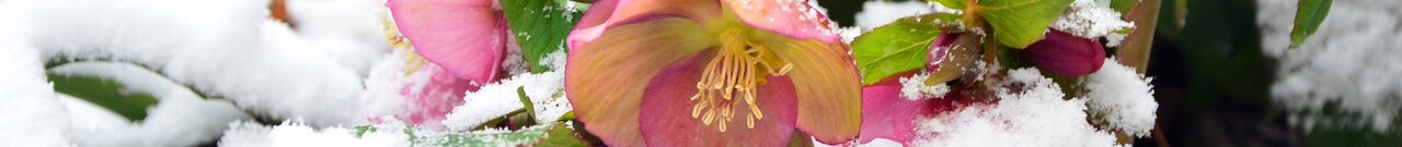 Phänologische Zeigerpflanze für den Winter - die Blüten der Christrose | © Andermatt Biogarten AG