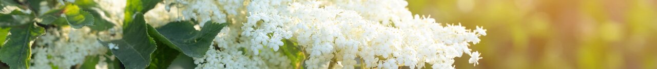 Phänologische Zeigerpflanze für den Frühsommer - die Blüten des Holunders | © Andermatt Biogarten AG