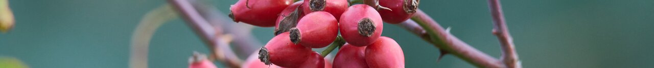 Phänologische Zeigerpflanze für den Früherbst- die Früchte von (Wild-)Rosen | © Andermatt Biogarten AG